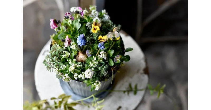 【ふるさと納税】◇お任せ◇　季節の寄せ植え