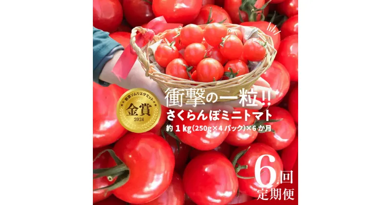 【ふるさと納税】個数限定 新食感 さくらんぼ トマト ミニトマト ぷちぷよ 定期便 約1kg 6回 野菜ソムリエサミット 金賞 受賞 長田農園 産地直送 とまと 野菜 やさい フルーツ サラダ 濃厚ツヤツヤ ぷにぷに やわらかい 希少 長田農園 愛知県 碧南市 送料無料