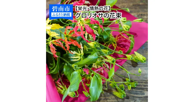 【ふるさと納税】【栄光・情熱の花】グロリオサの花束