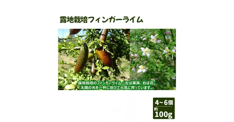 【ふるさと納税】No.407 露地栽培フィンガーライム ／ 果実 柑橘 希少 森のキャビア 送料無料 愛知県