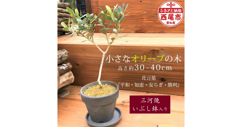 【ふるさと納税】小さなオリーブの木（三河焼いぶし鉢入）K193-14 / 植木 愛知県産 西尾市産 植木鉢入り 植物 MB