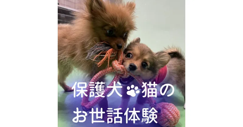 【ふるさと納税】20-30_動物病院で保護された犬猫のお世話体験｜ 保護犬 保護猫 ペット ドックラン 子ども 子供 体験 チケット 1人分 小学生 愛知 岐阜 自由研究 学習 道徳 犬 猫 お世話