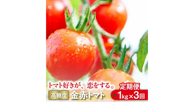 【ふるさと納税】【 期間限定 】【 定期便 】トマト好きが、恋をする。計 3kg 金赤トマト 【1kg×3回】 ミニ 野菜 新鮮野菜 ミニトマト 味が濃い 高糖度 甘い 定期配送 送料無料