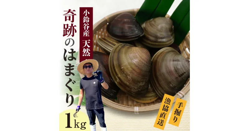 【ふるさと納税】【 奇跡のはまぐり 】小鈴谷産天然はまぐり【 1kg 】 国産 天然 はまぐり 貝 漁協直送 魚貝類 肉厚 日本産 旨味 お祝い お吸い物 大きい 手掘り 潮干狩り 冷蔵便 小鈴谷天然蛤 海の幸 縁起物 送料無料