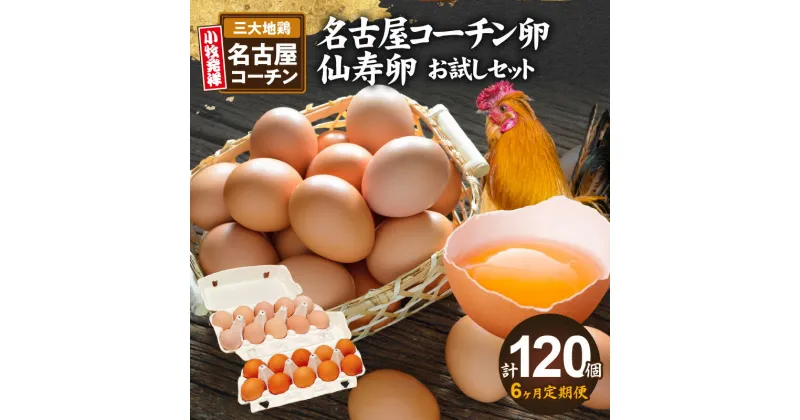 【ふるさと納税】定期便 6ヶ月 名古屋コーチン 卵 仙寿卵 お試し セット 各 10個 入り × 6回 計120個 朝食 卵料理 卵かけご飯 卵焼き 目玉焼き 河瀬養鶏 地鶏 お取り寄せ お取り寄せグルメ 愛知県 小牧市 送料無料