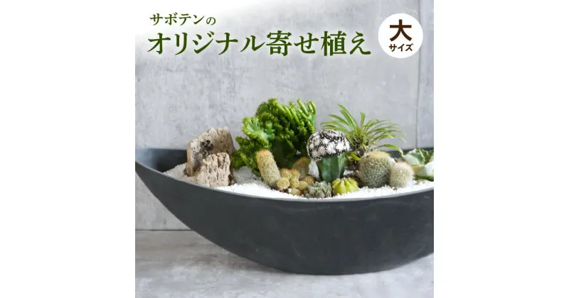 【ふるさと納税】サボテンのオリジナル寄せ植え（大）