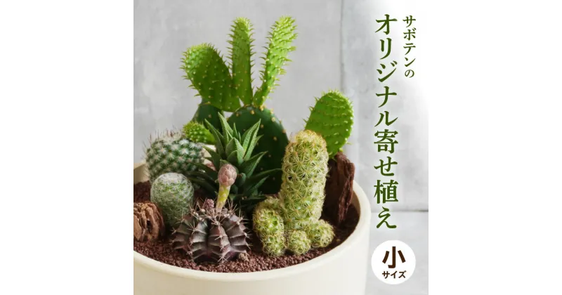 【ふるさと納税】サボテンのオリジナル寄せ植え（小）