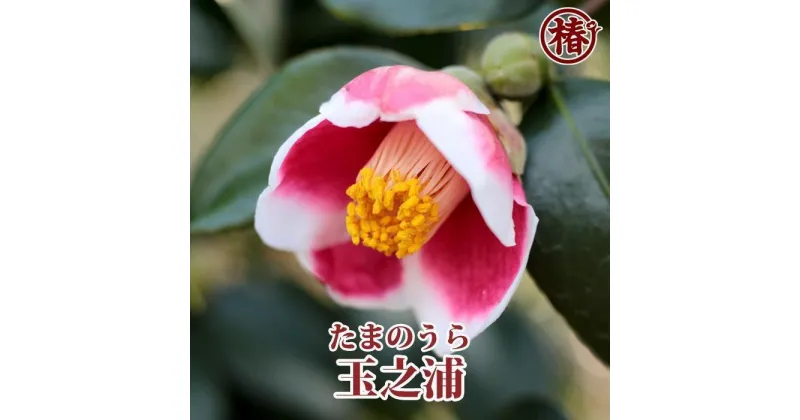 【ふるさと納税】☆椿名花「玉之浦」5号鉢開花見込み苗 | フラワー 植物 プラント 人気 おすすめ 送料無料