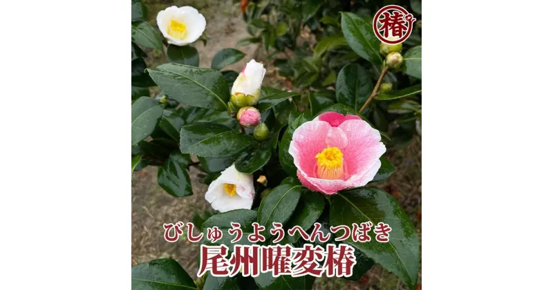 【ふるさと納税】椿「尾州曜変椿」6号ポット接木苗 | フラワー 植物 プラント 人気 おすすめ 送料無料