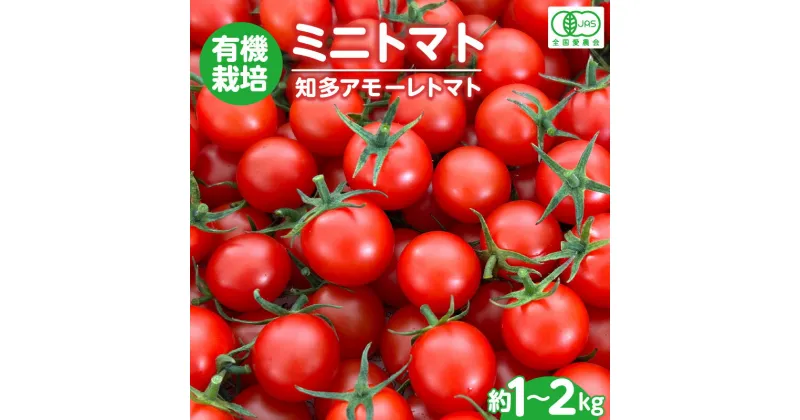 【ふるさと納税】有機栽培 ミニトマト 知多アモーレトマト【約1kg・約2kg】【発送期間11月～6月】トマト プチトマト甘い 有機栽培 野菜 濃い 旨味 安心 栄養 リコピン 緑黄色野菜 愛知県 特産品 送料無料