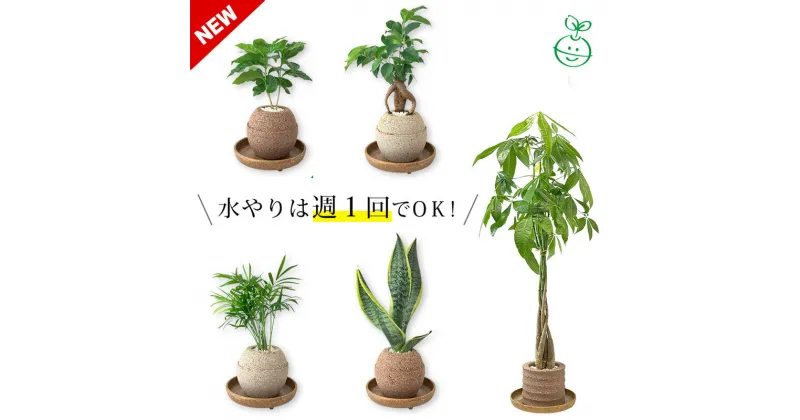 【ふるさと納税】アクアプラントポット® 【 植物の種類・サイズ選択 】 植木鉢 セット品 観葉植物 ガジュマル パキポジウム パキラ アンスリウム コーヒーの木 サンスベリア グリーン 室内インテリア 植物 手焼きポット おしゃれ ギフト プレゼント 幸運 日用品 送料無料