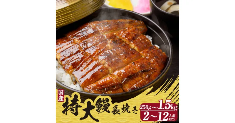 【ふるさと納税】国産 特大うなぎ 長焼き 【選べる尾数 1尾 約250g 】備長炭で焼きました 日本産うなぎ 真空パック 鰻 ふっくら ぱりぱり 和食 高級食材 グルメ お取り寄せ 特大サイズ 美味しい 日本食 土用丑の日 送料無料