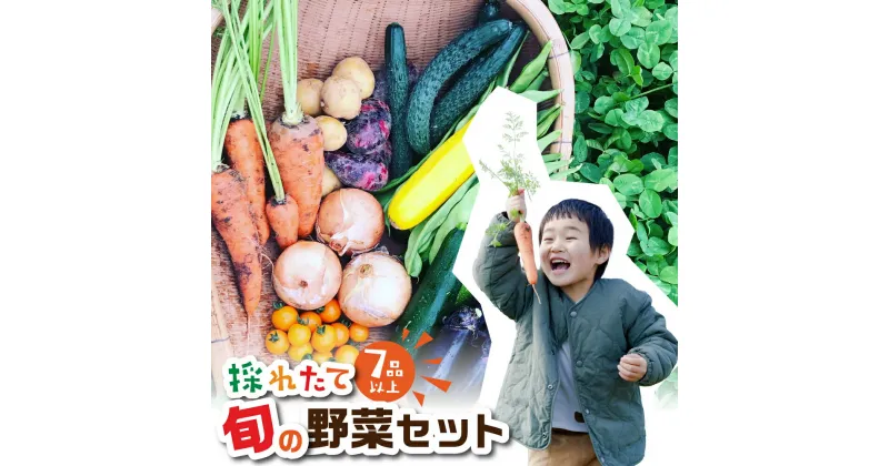 【ふるさと納税】旬の野菜 7品目以上 金賞受賞 旬彩野菜セット 7品目 レシピ付き お届け 国産 新鮮 農薬不使用 化学肥料不使用 産地直送 こだわり野菜 送料無料