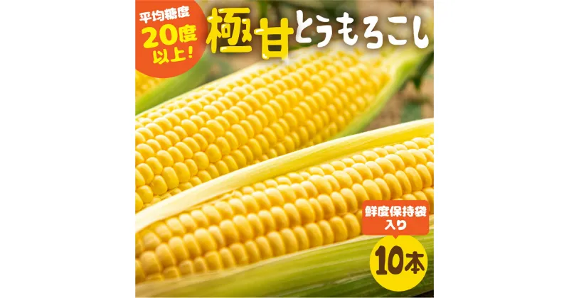 【ふるさと納税】《先行予約》高評価 平均糖度20以上 極甘とうもろこし 10本 以上 鮮度保持袋入り 発送時期が選べる 朝採り 人気 甘い 訳あり ワケアリ 12本 ~ 14本 簡単調理 まるで フルーツ 送料無料 高レビュー 数量限定 2025年 先行予約 楽天限定