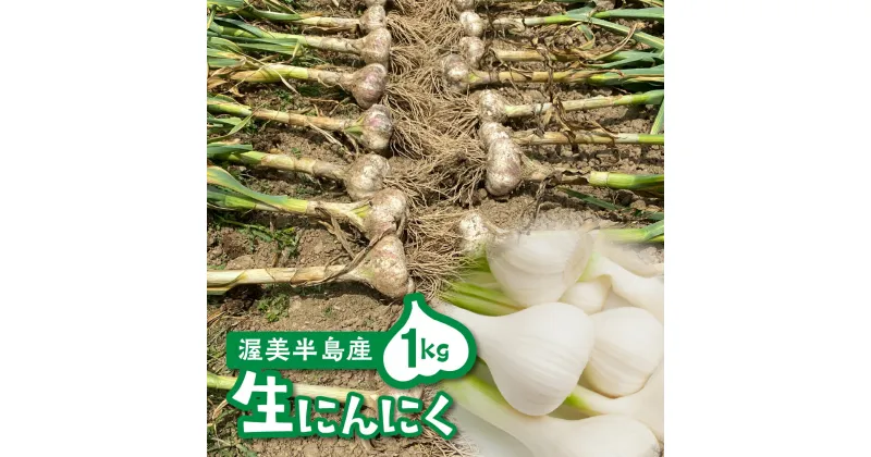 【ふるさと納税】25年発送分 ≪先行予約≫ 訳あり 渥美半島産　生ニンニク 1kg 簡易包装 にんにく 国産にんにく 平戸にんにく 愛知県 田原市