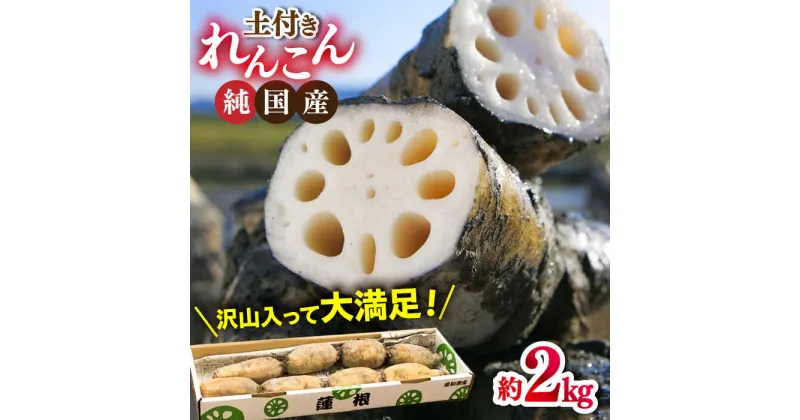 【ふるさと納税】【先行予約】愛知県愛西市産の土付き蓮根（2kg）【清水食品株式会社】 れんこん レンコン 愛知県産 野菜 産地直送 愛西市/ 清水食品株式会社[AEAJ001]