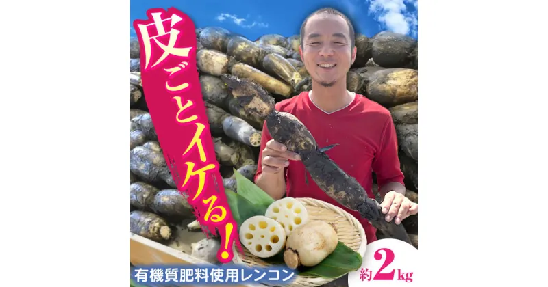 【ふるさと納税】【先行予約】土付き鍬掘り レンコン　2kg れんこん 蓮根　産地直送 野菜　愛西市/株式会社山三レンコン[AEBK001]