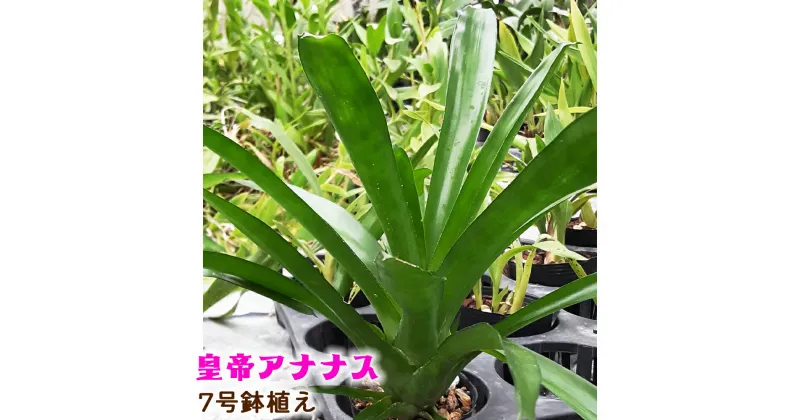 【ふるさと納税】皇帝アナナス 7号 鉢植え [0478] 観葉植物 インテリア