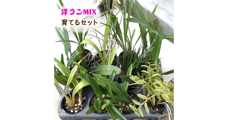 【ふるさと納税】洋ランMIX 育てるセット [0480] らん 蘭 観葉植物 インテリア