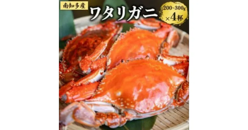 【ふるさと納税】 先行予約 数量限定 ボイルワタリガニ 4杯 魚太郎 1匹200g～300g 10月下旬発送 冷凍 カニ 蟹 国産 魚介 海鮮 ワタリガニ 味噌 みそ ふるさと納税ワタリガニ ふるさと納税カニ おつまみ ご飯 鍋 グルメ 晩酌 愛知県 南知多町 人気 おすすめ 【離島不可】