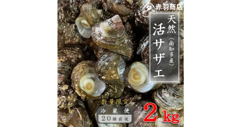 【ふるさと納税】南知多町産 活サザエ 約2kg (20個前後)【配送不可地域：離島・北海道・沖縄県・東北・中国・四国・九州】【1443107】