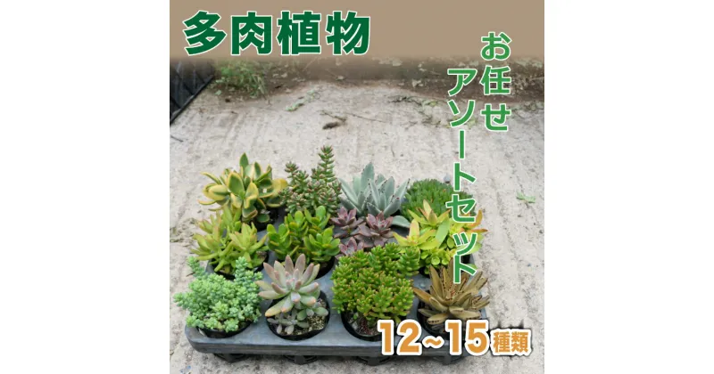 【ふるさと納税】 多肉植物 おまかせ アソートセット 12 ~ 15種類 観葉植物 インテリア おしゃれ 植物 室内 丈夫 長持ち 愛知 南知多