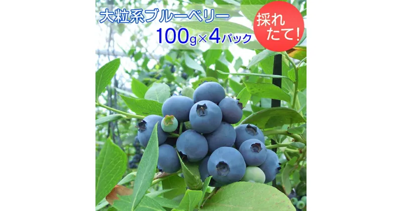 【ふるさと納税】採れたて！大粒系ブルーベリー　100g×4パック ※2025年5月上旬〜7月上旬頃に順次発送予定 ※着日指定不可