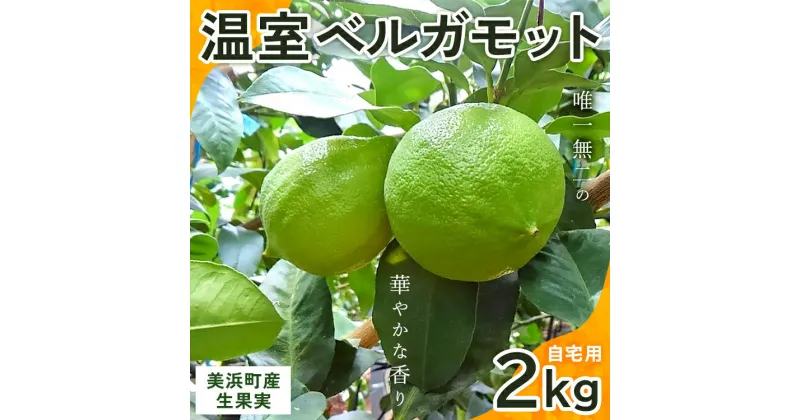 【ふるさと納税】美浜町産温室ベルガモット　生果実『自宅用2kg入り』※2024年11月上旬〜2025年2月下旬頃に順次発送