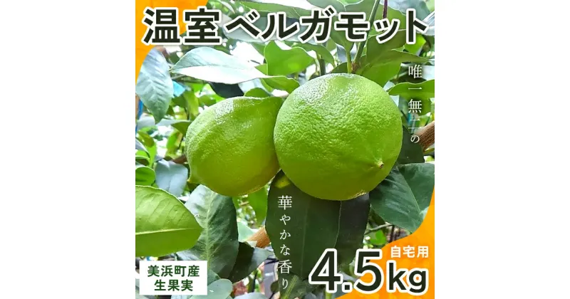 【ふるさと納税】美浜町産温室ベルガモット　生果実『自宅用4.5kg入り』※2024年11月上旬〜2025年2月下旬頃に順次発送