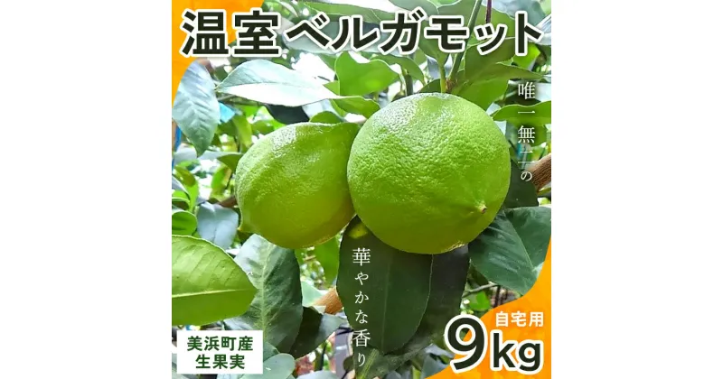 【ふるさと納税】美浜町産温室ベルガモット　生果実『自宅用9kg入り』※2024年11月上旬〜2025年2月下旬頃に順次発送