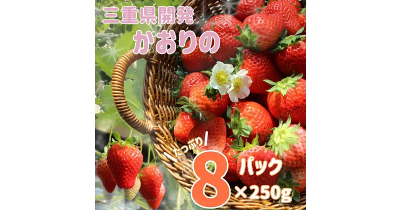 【ふるさと納税】三重県産いちご 「かおり野」 8P [ 250g×8パック 2kg 三重県産オリジナル品種 果物 フルーツ 苺 イチゴ 人気 果肉かため 甘味強く酸味おだやか ]　果物・フルーツ・いちご・苺・イチゴ　お届け：2025年2月1日～2025年4月30日