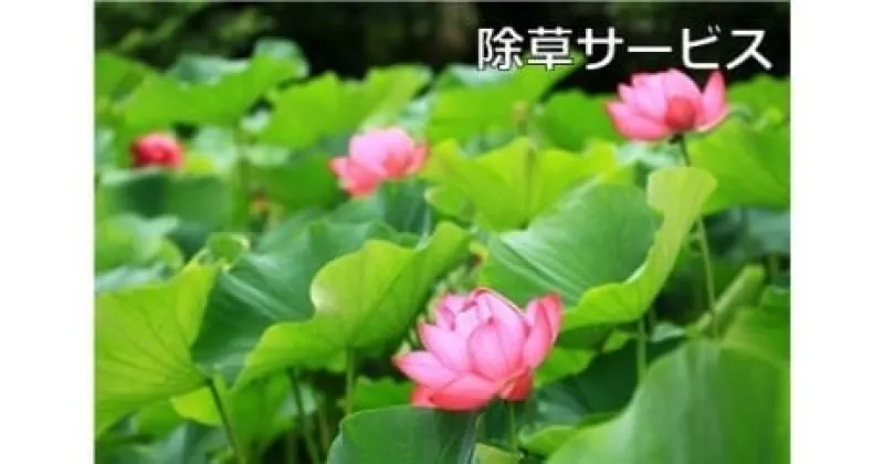 【ふるさと納税】ご先祖見守りサービス：除草・供花サービス