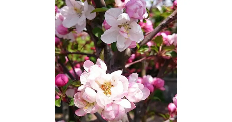 【ふるさと納税】お花の綺麗な庭木をあなたのお庭へ　八重咲きハナカイドウ　(庭木・果樹)【1020287】