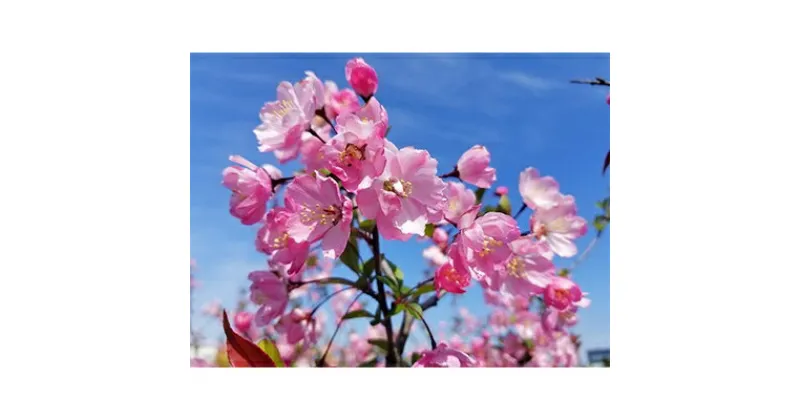 【ふるさと納税】春を知らせる一重咲きの綺麗な花　ハナカイドウ　(庭木・果樹)【1108686】