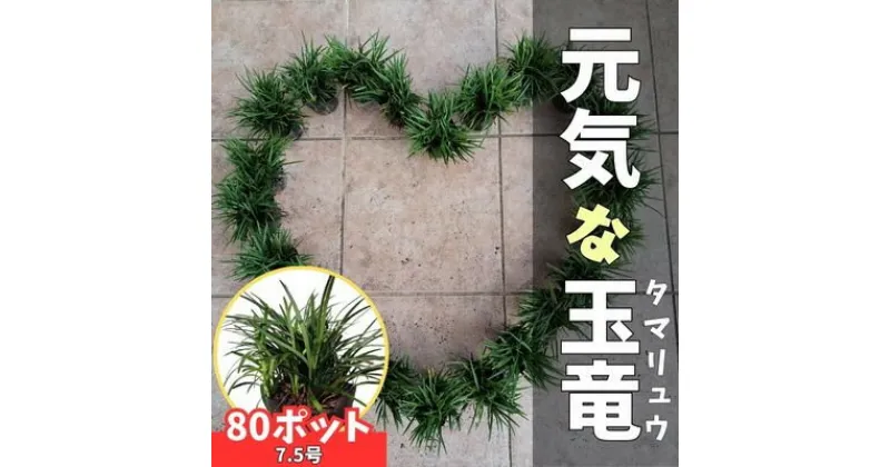 【ふるさと納税】【産地直送】元気なタマリュウ(7.5pot)80本セット[約2平方メートル分]【1036705】