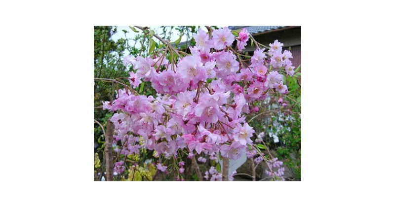 【ふるさと納税】濃いピンク花の綺麗な枝垂れ桜　仙台しだれ桜　(庭木・果樹)【1102997】