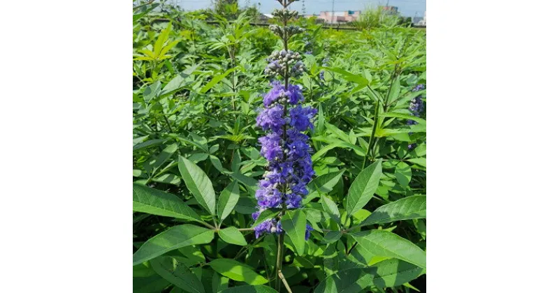 【ふるさと納税】夏に穂状の薄紫色の綺麗な花を楽しみませんか?　セイヨウニンジンボク(庭木・果樹)【1367783】