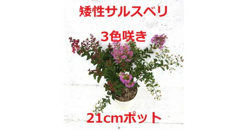 【ふるさと納税】緑の力で地球を元気に!【矮性サルスベリ・3色咲】赤・白・紫を1鉢でお楽しみいただけます【1405132】