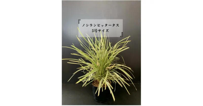 【ふるさと納税】ノシランビッタータス　5号サイズ(15cm)2本セット【1449625】