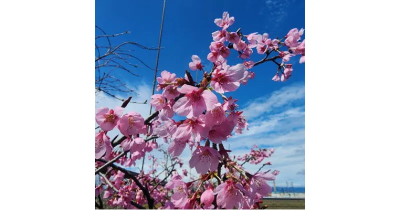 【ふるさと納税】紅色の綺麗な桜　プリンセス雅　(庭木・果樹)【1468290】