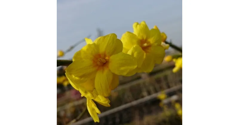 【ふるさと納税】黄色い八重咲の綺麗な花がたくさん咲く　雲南黄梅【1545290】