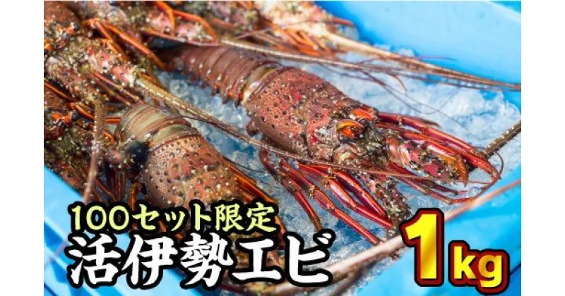 【ふるさと納税】活伊勢エビ 約1kgセット （2〜4尾）《10月12日～4月期間限定出荷：先行予約も可（到着日時指定必須商品）》　HA-56