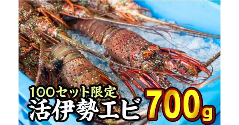 【ふるさと納税】 活伊勢エビ 約700gセット （2〜3尾）《10月12日～4月期間限定出荷：先行予約も可（到着日時指定必須商品）》　HA-62