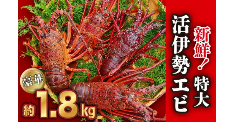 【ふるさと納税】 新鮮！特大・活伊勢エビ たっぷり約1.8kg（2~5尾）《10月12日～4月期間限定出荷：先行予約も可（到着日時指定必須商品）》　HA-58