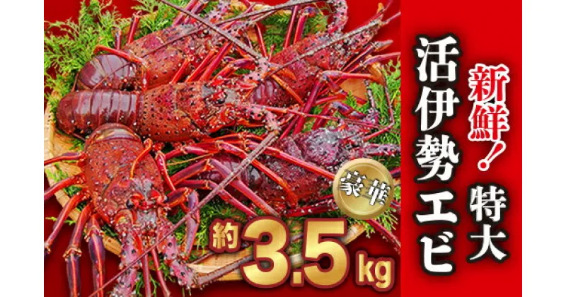 【ふるさと納税】 新鮮！特大・活伊勢エビ 豪華！約3.5kg（4～6尾）《10月12日～4月期間限定出荷：先行予約も可（到着日時指定必須商品）》　HA-59