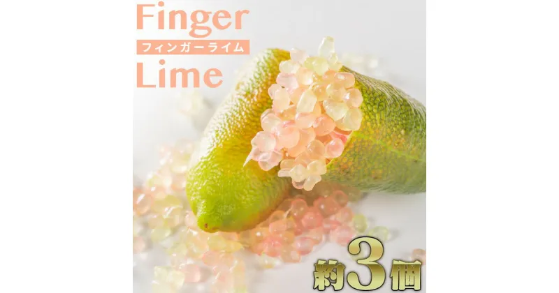 【ふるさと納税】フィンガーライム 3個程度（合計30g）【FINGER LIME JAPAN公認】（発送：通年7月〜12月頃）キャビア ライム フルーツ キャビア 尾鷲 ふるさと納税　SY-3