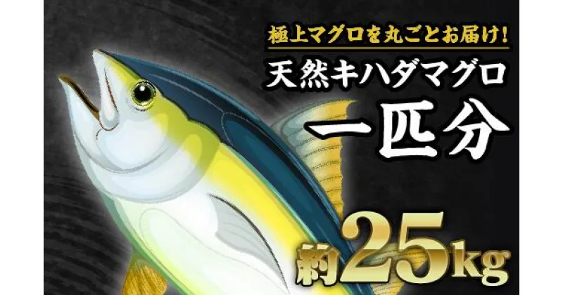 【ふるさと納税】マグロを丸ごと！尾鷲もちもちキハダマグロ（最大30kgサイズ）1匹分セット　CH-73