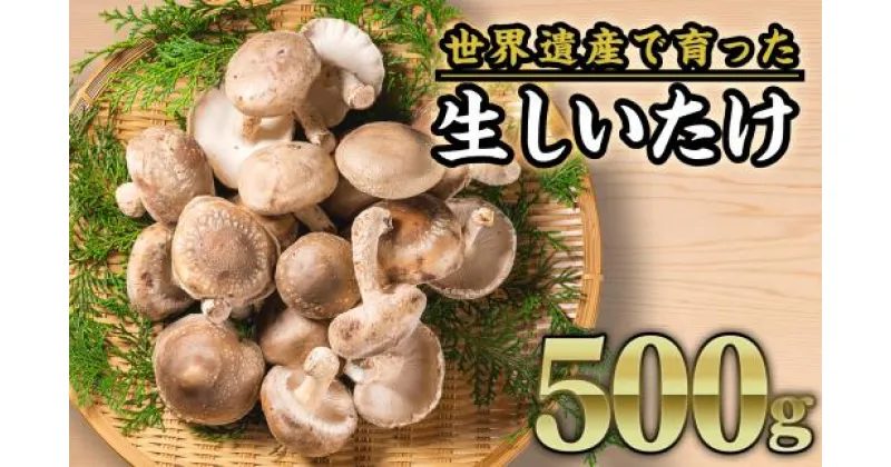 【ふるさと納税】生しいたけ　約500gセット＜お試し商品＞ FA-2