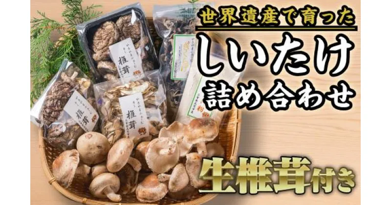 【ふるさと納税】椎茸づくし！しいたけ詰め合わせセット FA-4