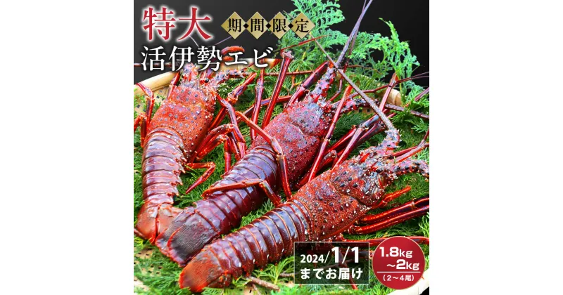 【ふるさと納税】特大活伊勢エビ1.8kg～2kg（2～4尾）（10/11～2025/1/3までお届け ※申込締切12/15）MG-8